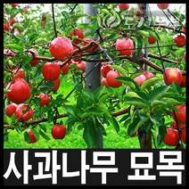 미니사과묘목/미니사과나무묘목/결실주/도시농부, 미니사과 접목3년(분)결실주 1주