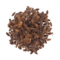 동의한재 자연산 국산 햇 도꼬마리 창이자 독고마리 3kg, 1개