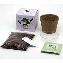 유아동 관찰일지 방학과제 모종재배 모종화분 화단꾸미기 원예, 옥수수