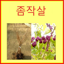 (D소망)좀작살나무묘목(키100센치) 5그루