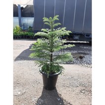 아라우카리아/아레우카리아/대품/높이102센치정도/크리스마스트리해요, 1개