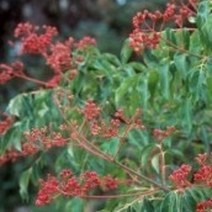 쉬나무묘목 10주