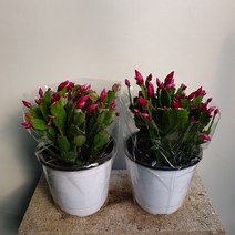 [나인에잇틴]1+1 게발선인장 레드 중품 꽃선인장 139