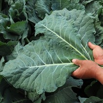 친환경 유기농 케일 5kg 3kg 2kg 1kg, 유기농 케일 1kg내외 (즙용), 1박스