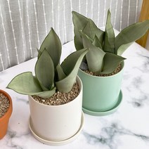 [1+1 SET] 신비로운 반려식물 키우기쉬운 공기정화식물 문샤인 산세베리아 도자기, 도자기 그레이10, 도자기 그레이10+영양제 서비스, 받침 2개