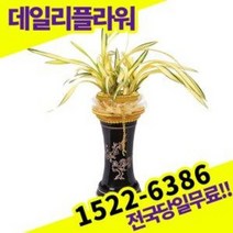 황금강 동양난 란 개업 승진 인사이동 축하 고급난