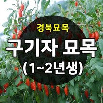 [경북농원] 구기자묘목 왕구기자묘목 1-2년생 약용수 판매, 왕구기자 1년생  상묘