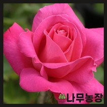 (나무농장) 유럽사계땅장미 핑크피스 개화주 화분