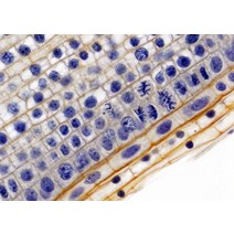 체세포분열슬라이드표본(식물)