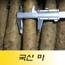 국산 장마 작마 생마 알뜰마 5kg 마전 마요구르트 마우유, 1개