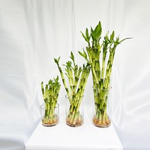 개운죽 10cm~50cm 행운목 개운죽 키우기 수경재배 공기정화식물 학습재료, 개운죽 20cm(20개)