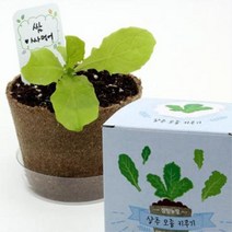 봄맞이 상추키우기 채소심기 노인 주간보호 센터 어르신 4개 할머니 그리기 부모님