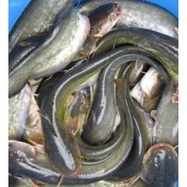 메기 빠가사리 민물새우 매운탕 집들이 캠핑, 메기 1kg, 1개