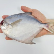 자연산 손질 병어 덕자 1미 150g 이상 대 사이즈 5미 10미, 옵션1 병어 1미 150g 5마리