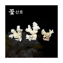 미니 꽃산호 [3개], 단품