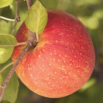 목하원예조경 사과나무 묘목 (부사) 결실주 분