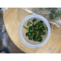 아누비아스 콩나나