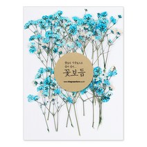 그린팜네이처 꽃보듬 압화-안개꽃, 블루