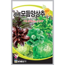 모둠 양상추 씨앗 채소 상추 야채 종자 씨 쌈채 3g