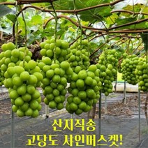김천망고포도 인기 제품 할인 특가 리스트