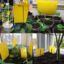 초파리트랩5매 국산 강력접착 파리박사 파리끈끈이, 대5매