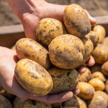 [햇수미감자최상급감자] 감자 수확중 수미햇감자 맛있는 감자 5kg 10kg, 【햇수미감자】5kg(특/대/찜/반찬 110~150g)