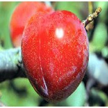 묘목 /자두나무 추희 / 접목1년 /2주 kk205