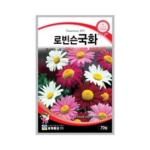 모칸도 (무배)세계 로빈슨국화 꽃씨(70립), 1개