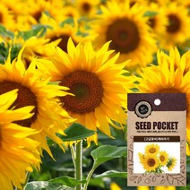 월드가드닝 정원 텃밭 좋은 씨앗, 해바라기 씨, (50개)1개, 1개