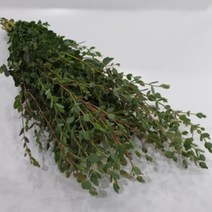 파블로 (유칼립투스) / 고속터미널꽃시장 꽃도매 서리풀플라워