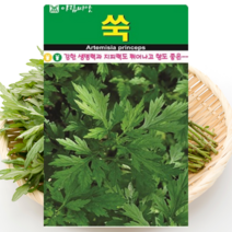 쑥 씨앗 10000립/ 야생화 약초 나물 민속채소 토종 주말농장 텃밭 키우기
