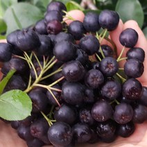 [특품] 2022년 햇 아로니아 생과 5kg 10kg 꼭지제거5kg 10kg 발송중, 꼭지제거10kg