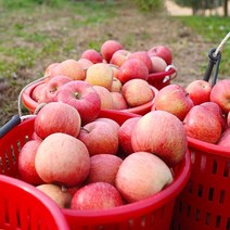 당도선별 고당도 청송 홍로사과 정품, 1개, 정품 4kg 소과(19-21과)