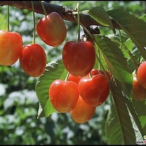 체리나무(레이니어)(왜성체리)접목1년/묘목/b0260, 1개