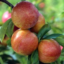 자두나무 묘목 - 추희 R3cm 결실주(분) 1개