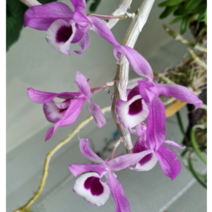 덴드로비움 리투이플로럼 목부작 인테리어식물