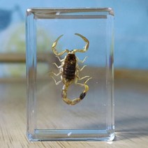 교육소재곤충표본 실제 곤충 표본 수지 hexapod 책상 장식 감상 교육 홈 장식 거실, 2