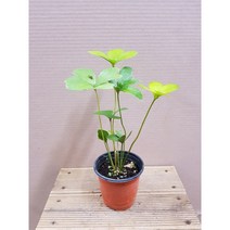 행복한꽃순이//멕시코소철(10cm분)/동글동글, 1개