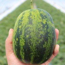 성산 파파야메론 극강당도 꿀 고당도 양구멜론 설향, 파파야메론 (특) 10kg 15~25과