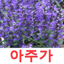 (성실GS)야생화 아주가모종(포트) 10개
