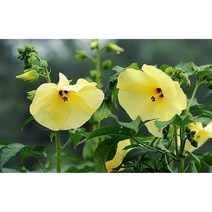 금화규-닥풀 8cm포트 6개 일년초 약용식용꽃 [케이야생화]