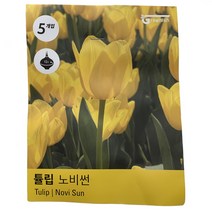 튤립구근(노비썬) 꽃 키우기 구근 공기정화식물 식물키우기 화분