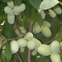 묘목/포포나무/실생2년 플러그포트/2개 r491