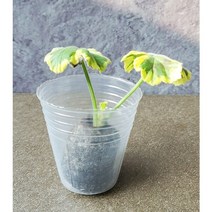 (50개) 투명 비닐 삽목 파종 화분 제라륨 파종 비닐포트 투명 삽목 포트 투명 제라늄 삽목 화분 파종 비닐포트 삽목 비닐포트