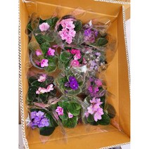 아프리칸바이올렛 (소품) 바이올렛 꽃화분 생화 5개묶음배송 색상랜덤 공기정화식물 플랜테리어