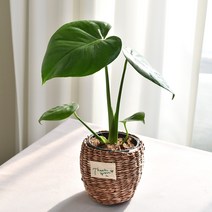 실내공기정화식물 율마 아레카야자 스킨답서스 산세베리아 테이블야자 유칼립투스 이레카야자 페페 스투키 몬스테라, (식물만), 27.몬스테라