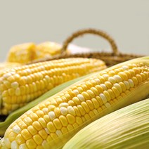 고당도 제주 초당옥수수 특품 당일 수확 달달한 당도보장 생옥수수, 20개