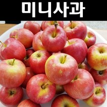 미니사과/루비에스 나무 묘목 R4cm 결실주(분) 1개/유실수/과수