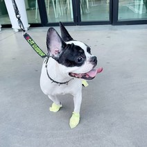 [소형견겨울신발] 강아지 일회용 신발 애견용품 산책 1달세트(112매) 댕댕집사 개뿐슈즈, 초소형(  ~2kg)(1달 세트)
