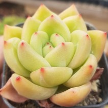 명품 다육식물 - [10종 모음], 5번 - 레인보우샬롯